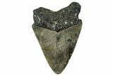 Bargain, Fossil Megalodon Tooth - North Carolina #351177-1